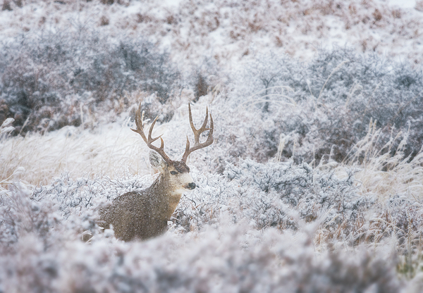 Buck in the Snow by Darren White Buck in the Snow by Darren White