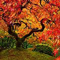 Flaming Maple