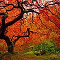Tree Fire